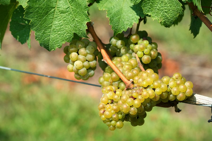 uva chardonnay