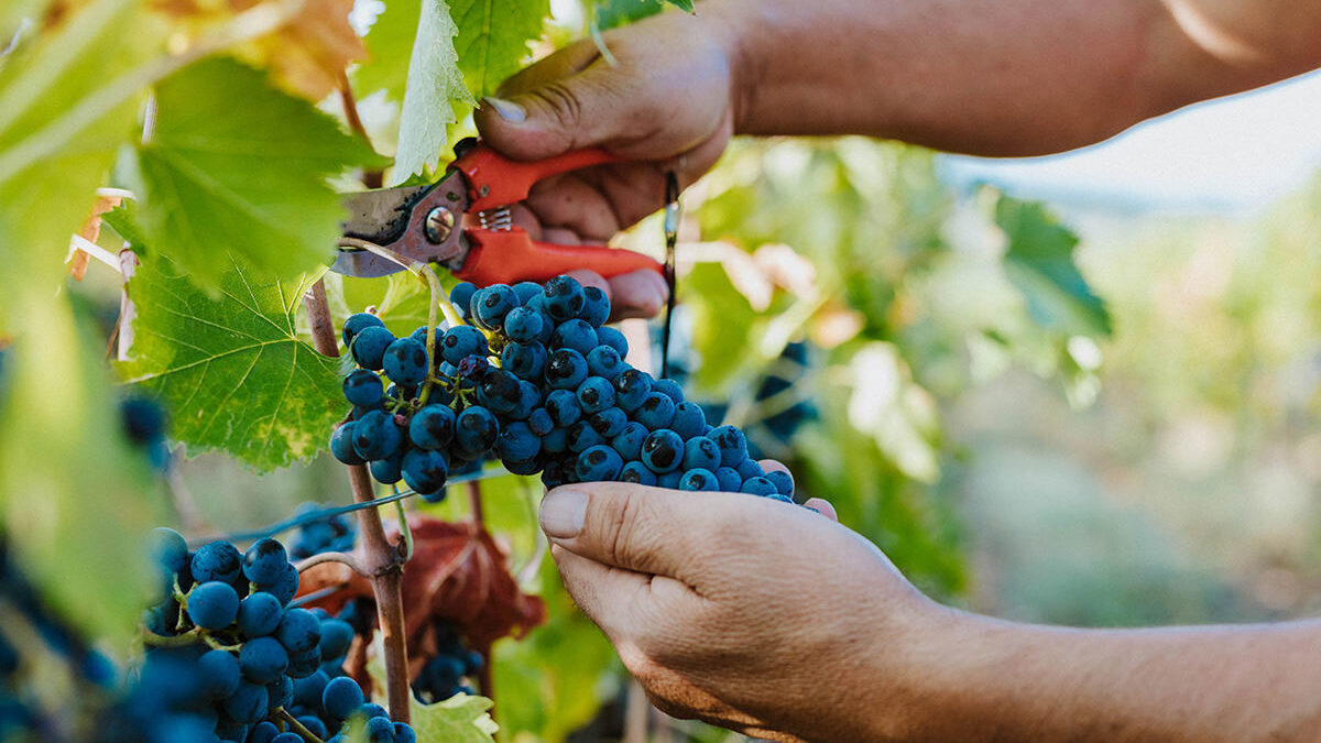 fases de elaboracion del vino tinto