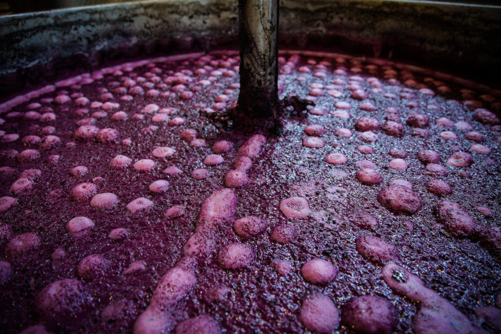 fermentacion del vino