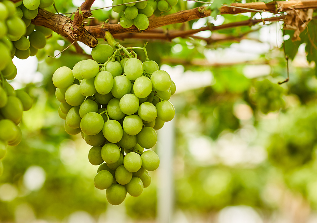 fermentacion segun variedad de uva