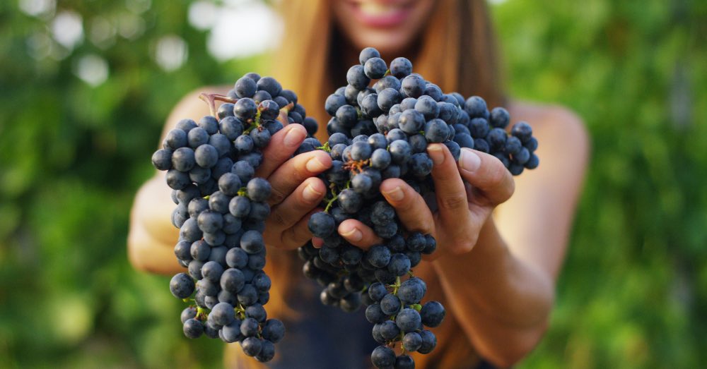 vinos ecologicos