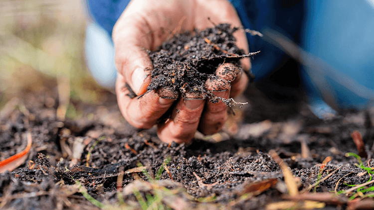 Agricultura ecológica, biodinámica y regenerativa.